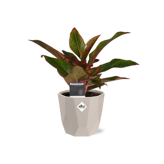 Aglaonema Crete in ELHO b.for rock 14 cm warm grey – Pflegeleichte Luftreiniger-Pflanze