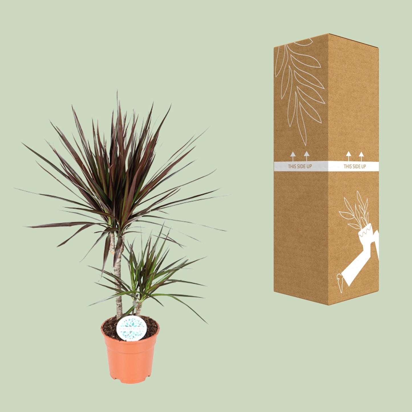 Dracaena Magenta – Pflegeleichter Drachenbaum Ø17cm, 70cm Höhe