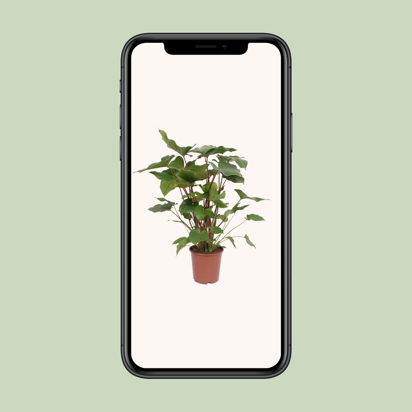Homalomena Rubescens Maggy – Pflegeleichte Zimmerpflanze Ø24cm