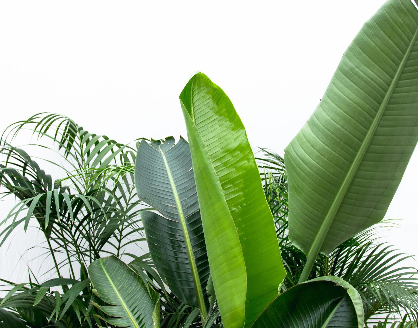 Vorteilspaket XXL: Kentia, Strelitzia Nicolai & Areca – Exotisches Trio