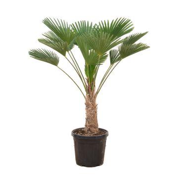 Trachycarpus wagnerianus – Robuste Zimmerpalme 130 cm