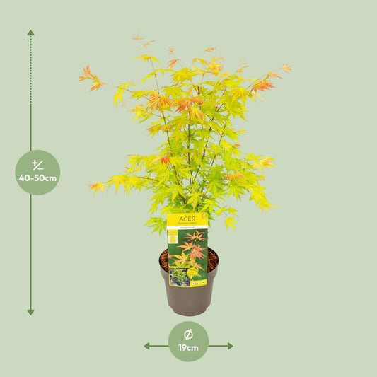 Acer palmatum Orange Dream – dekorativer Ahorn Ø19cm