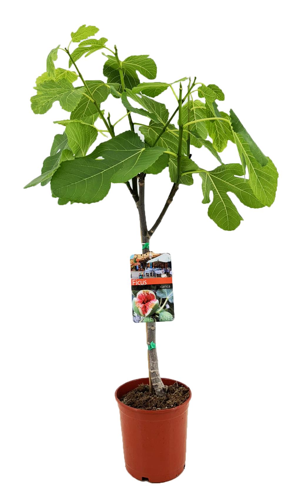 Ficus Carica – Pflegeleichter Feigenbaum Ø17cm, ca. 80cm hoch