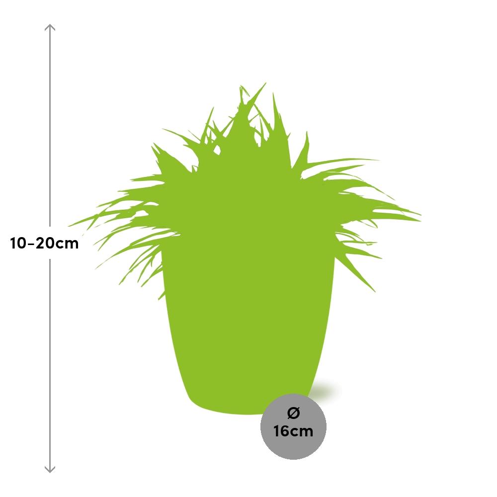 Chlorophytum Ocean 15 cm in ELHO Brussels Topf Weiß