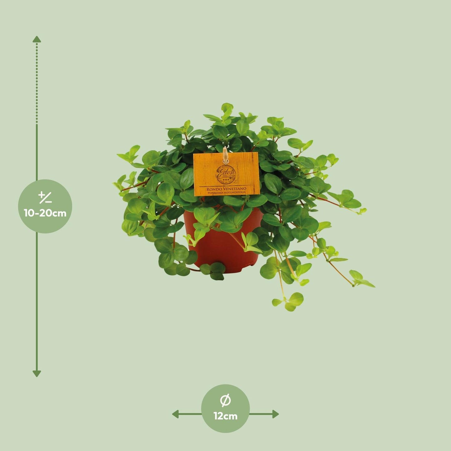 Peperomia Rotundifolia – Pflegeleichte Zimmerpflanze Ø12 cm