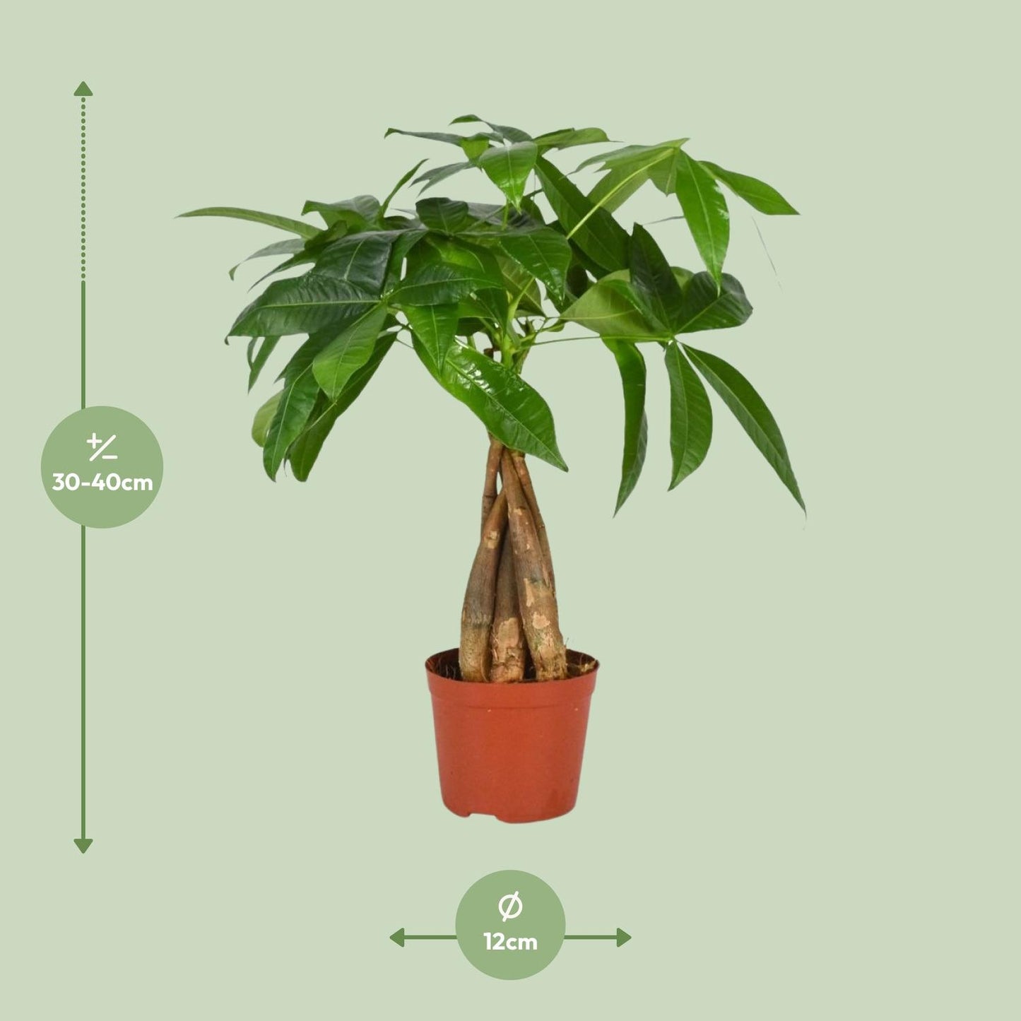 Pachira Aquatica – Pflegeleichte Zimmerpflanze Ø12cm