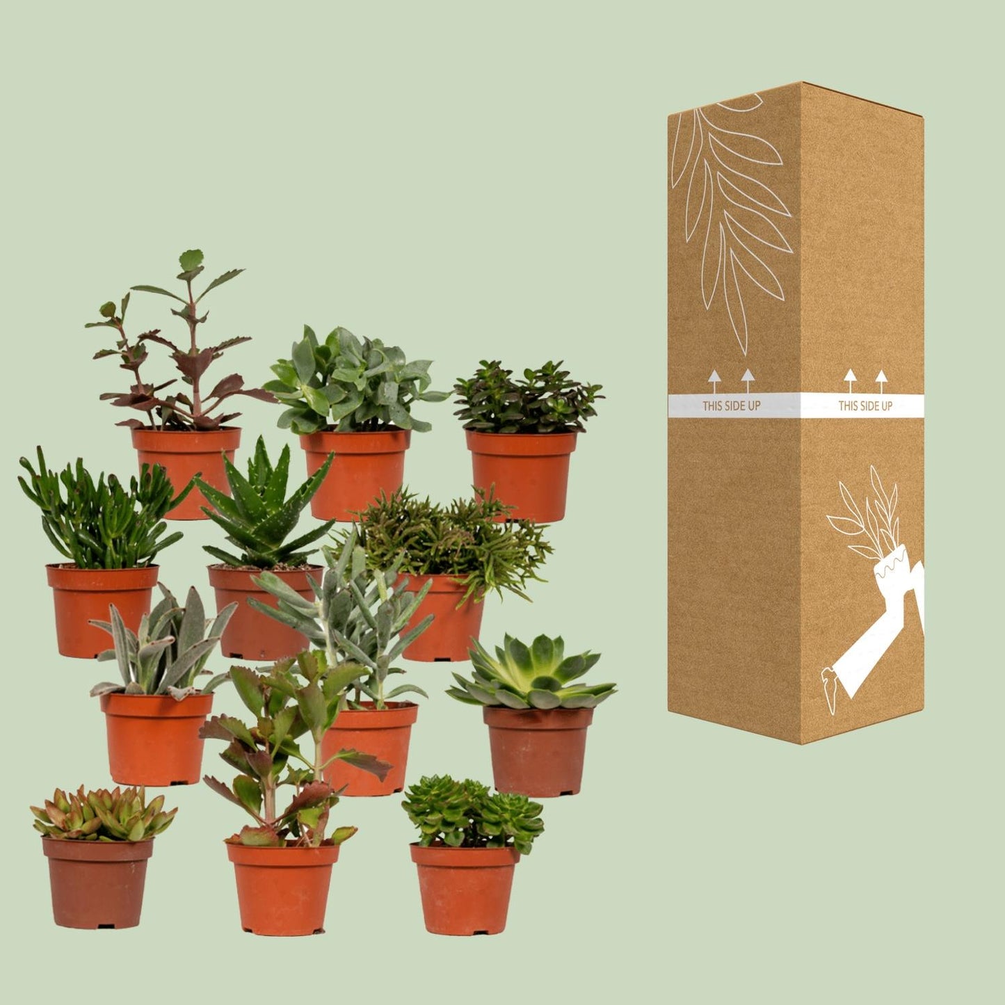 Sukkulenten Mix Echeveria Ø10,5 cm – Pflegeleicht & Elegant