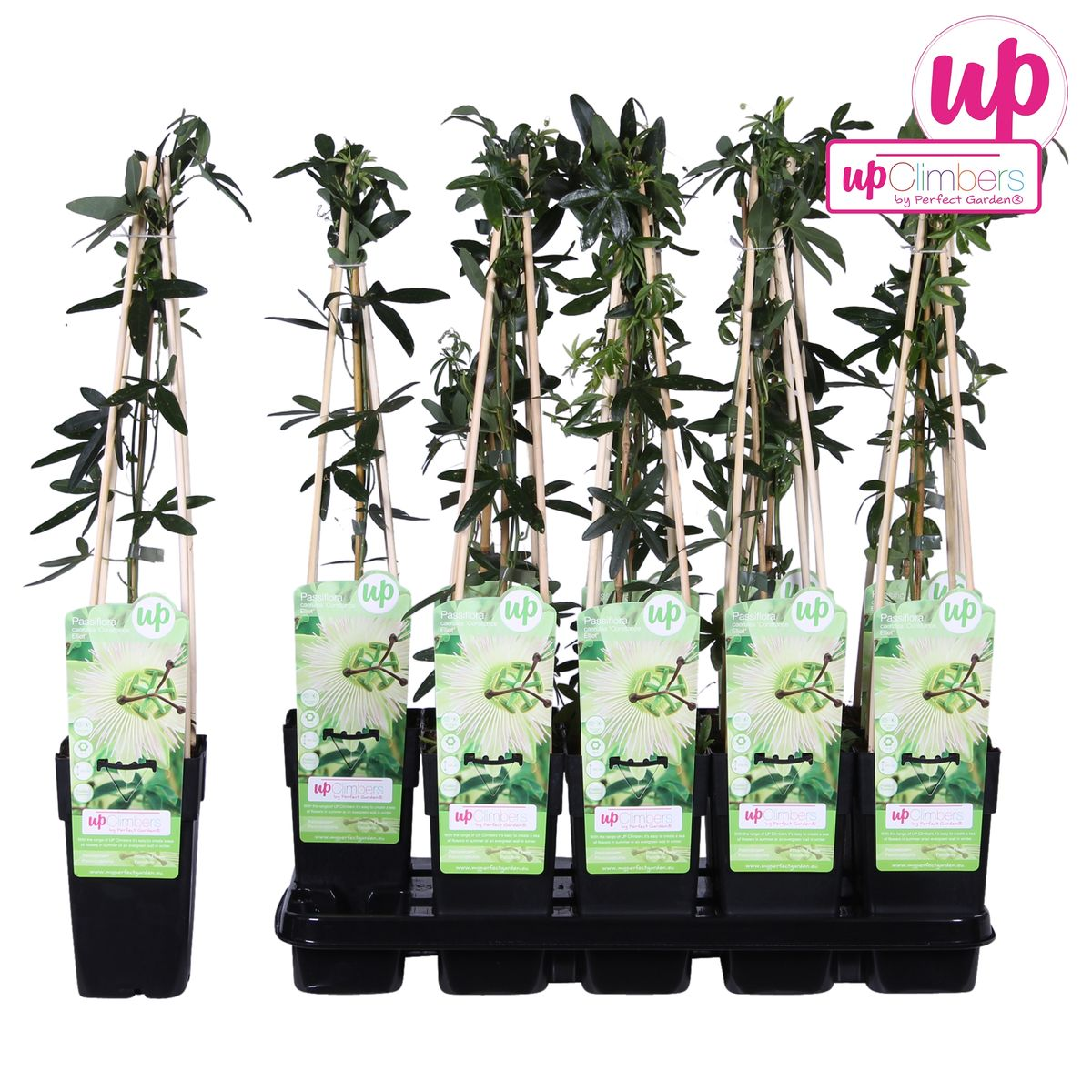 Weiße Passionsblume 'Constance Elliot' – Kletterpflanze Ø15cm