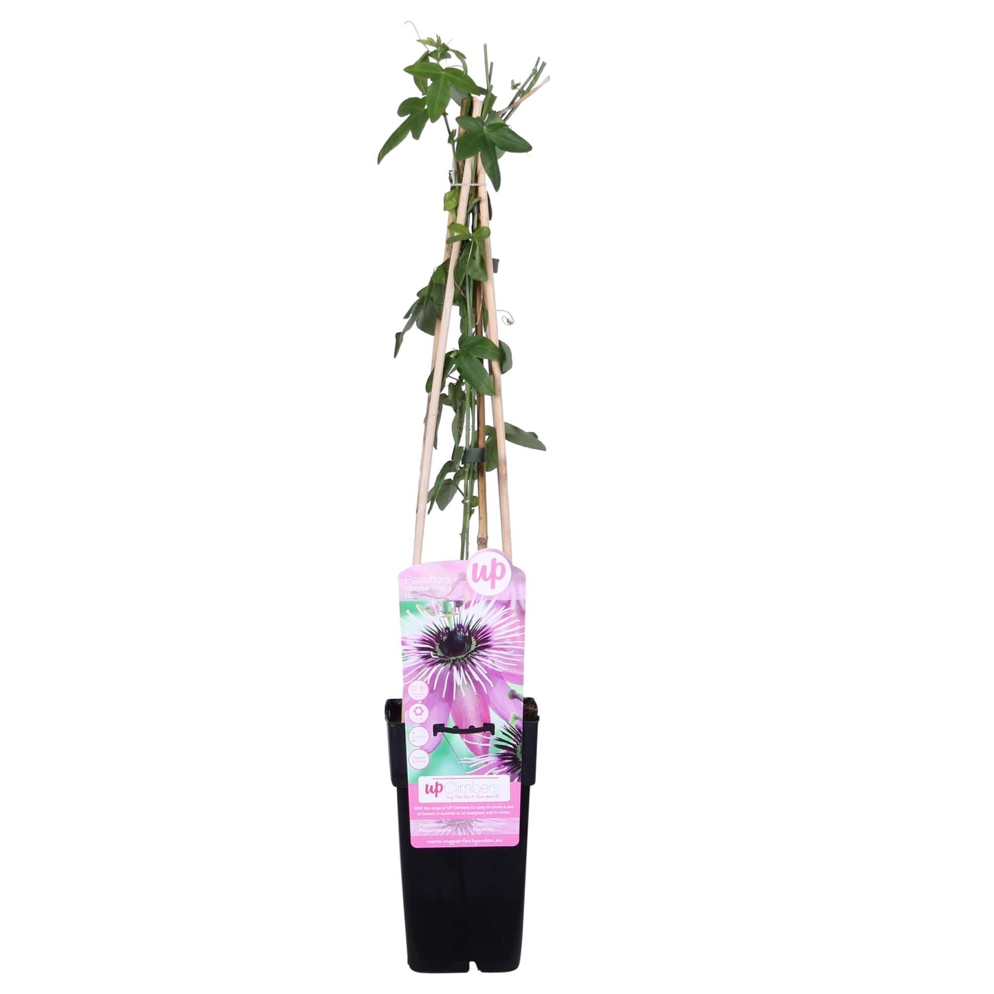 Passiflora Violett 'Purple Haze' – Tropische Kletterpflanze Ø15cm