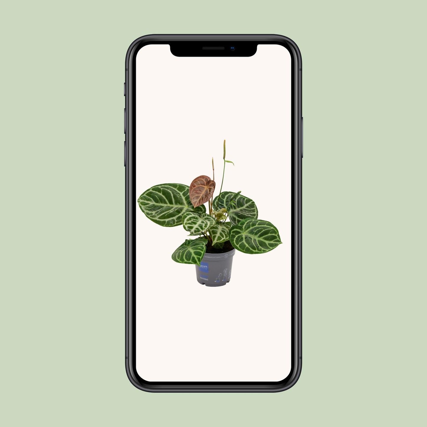 Anthurium Crystal Hybride Compact Ø17cm, Höhe 40cm