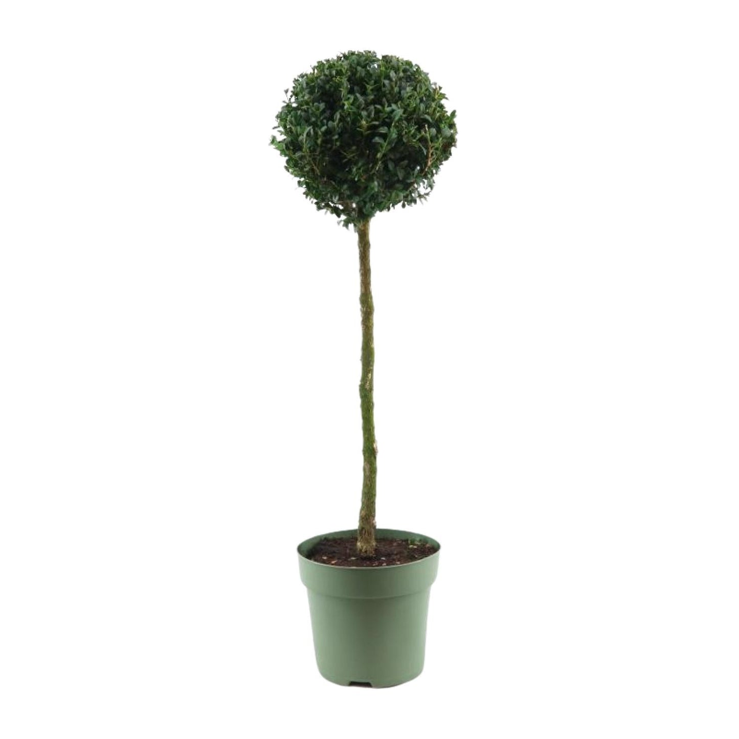 Buchsbaum Kugel Ø23cm – 85cm hoch, immergrün & pflegeleicht