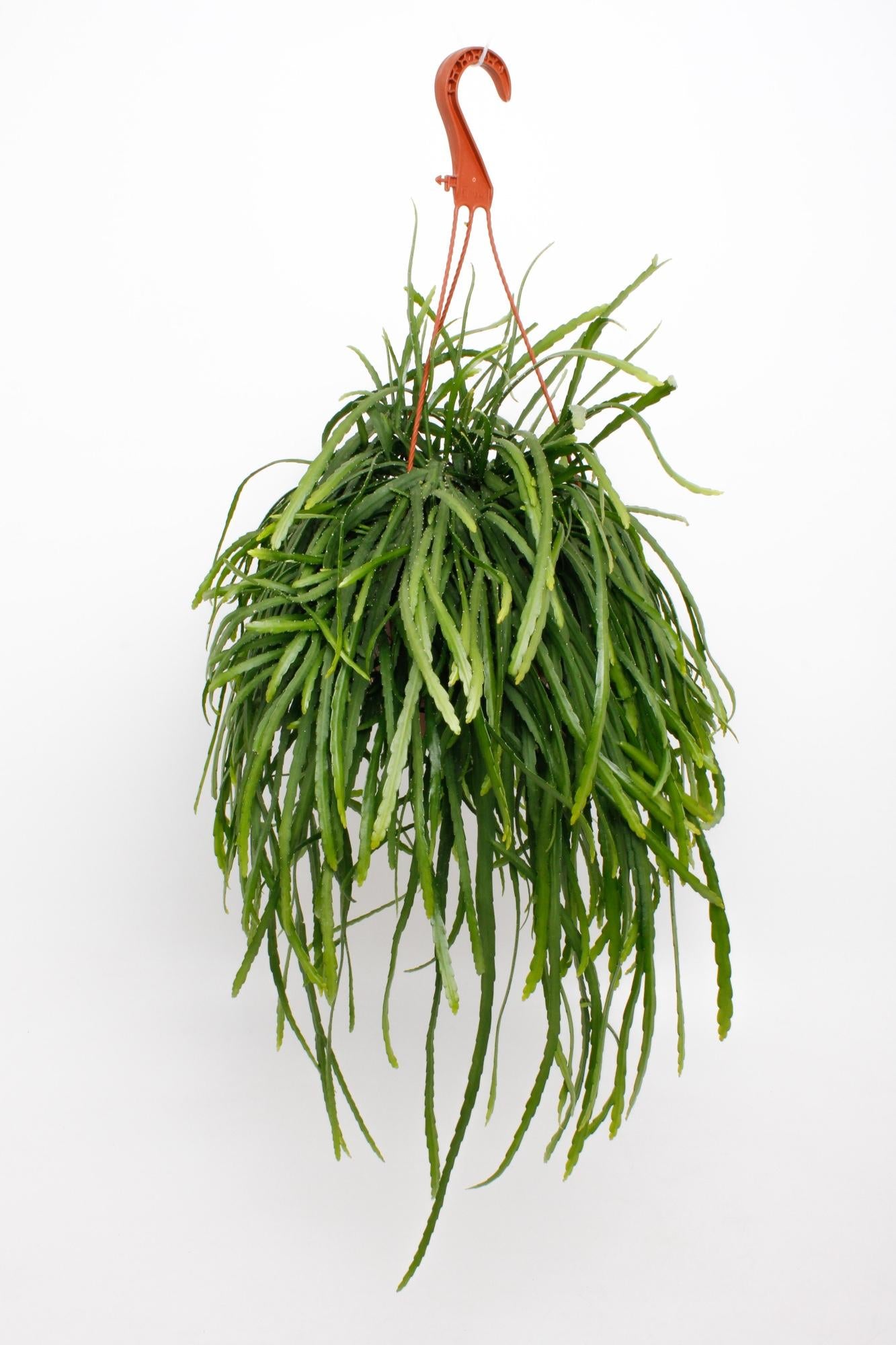 Lepismium Bolivianum – pflegeleichte Trendpflanze Ø17cm