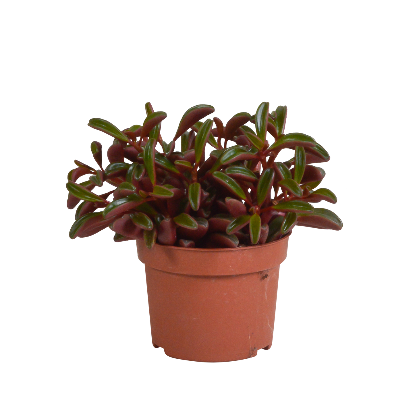 Peperomia graveolens – Pflegeleichte Zimmerpflanze ohne Topf