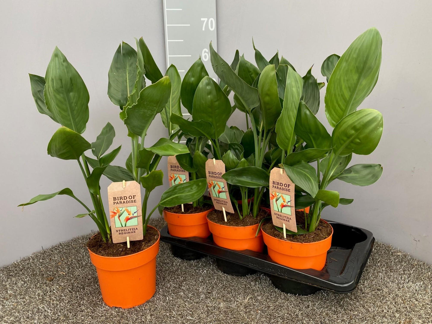 Strelitzia Reginae – Paradiesvogelblume Ø17cm, 50cm hoch