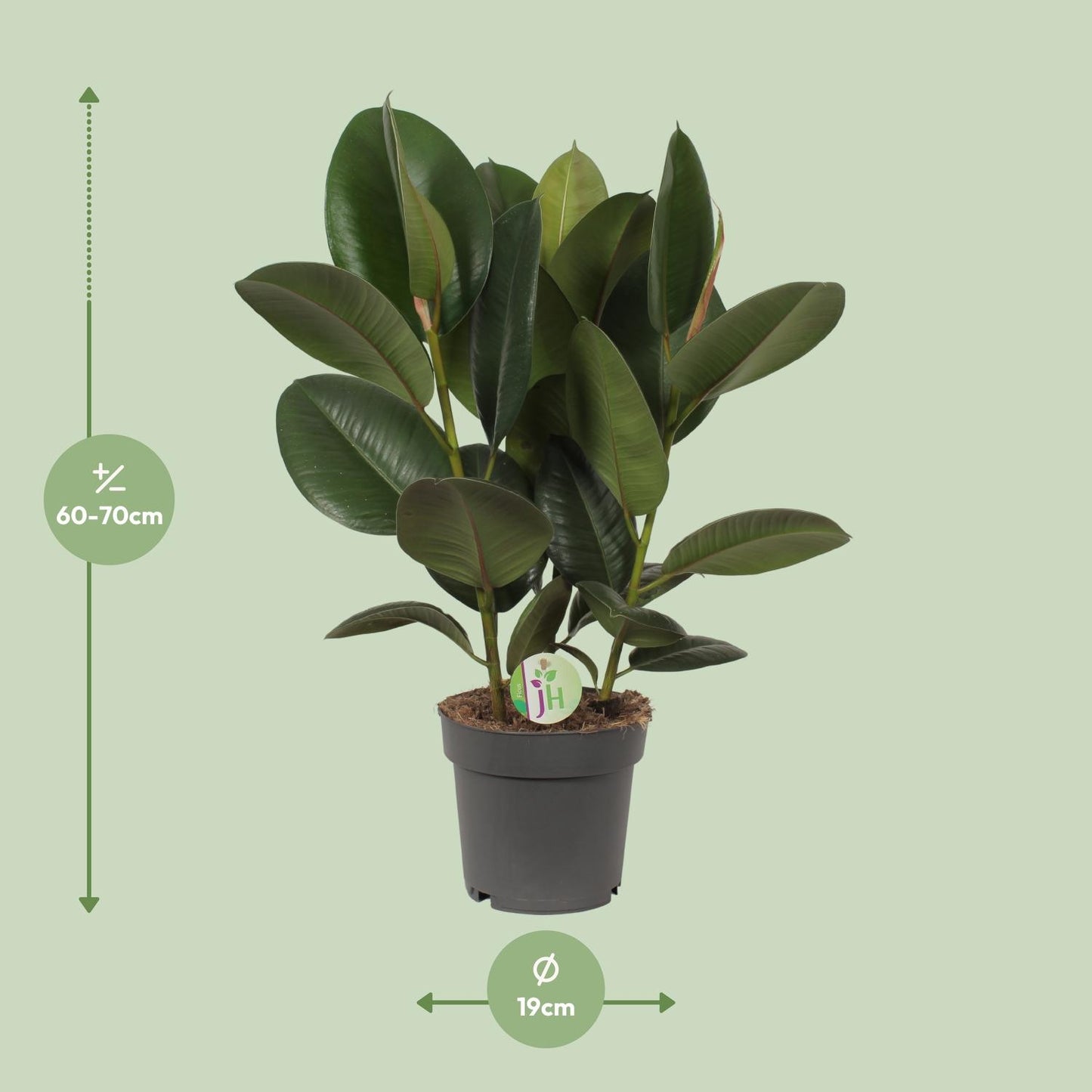 Ficus Robusta Ø19cm – Pflegeleichter Gummibaum