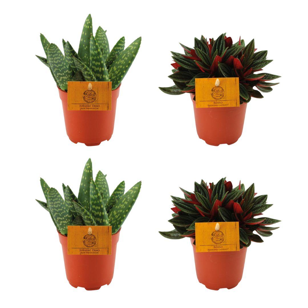 4er Set Aloe Paradisicum & Peperomia Rosso Ø10,5cm – Pflegeleichte Zimmerpflanzen