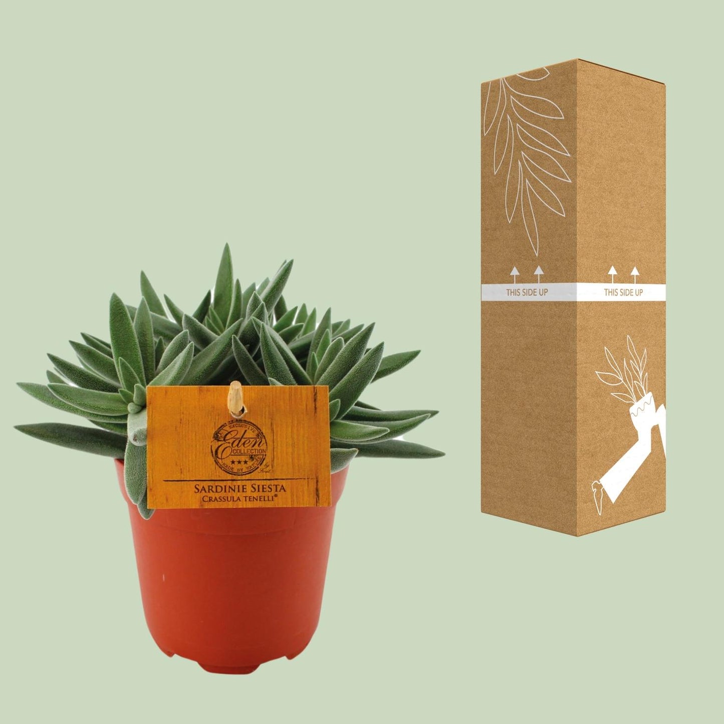 Crassula Tenelli – Pflegeleichte Jade-Pflanze Ø11 cm