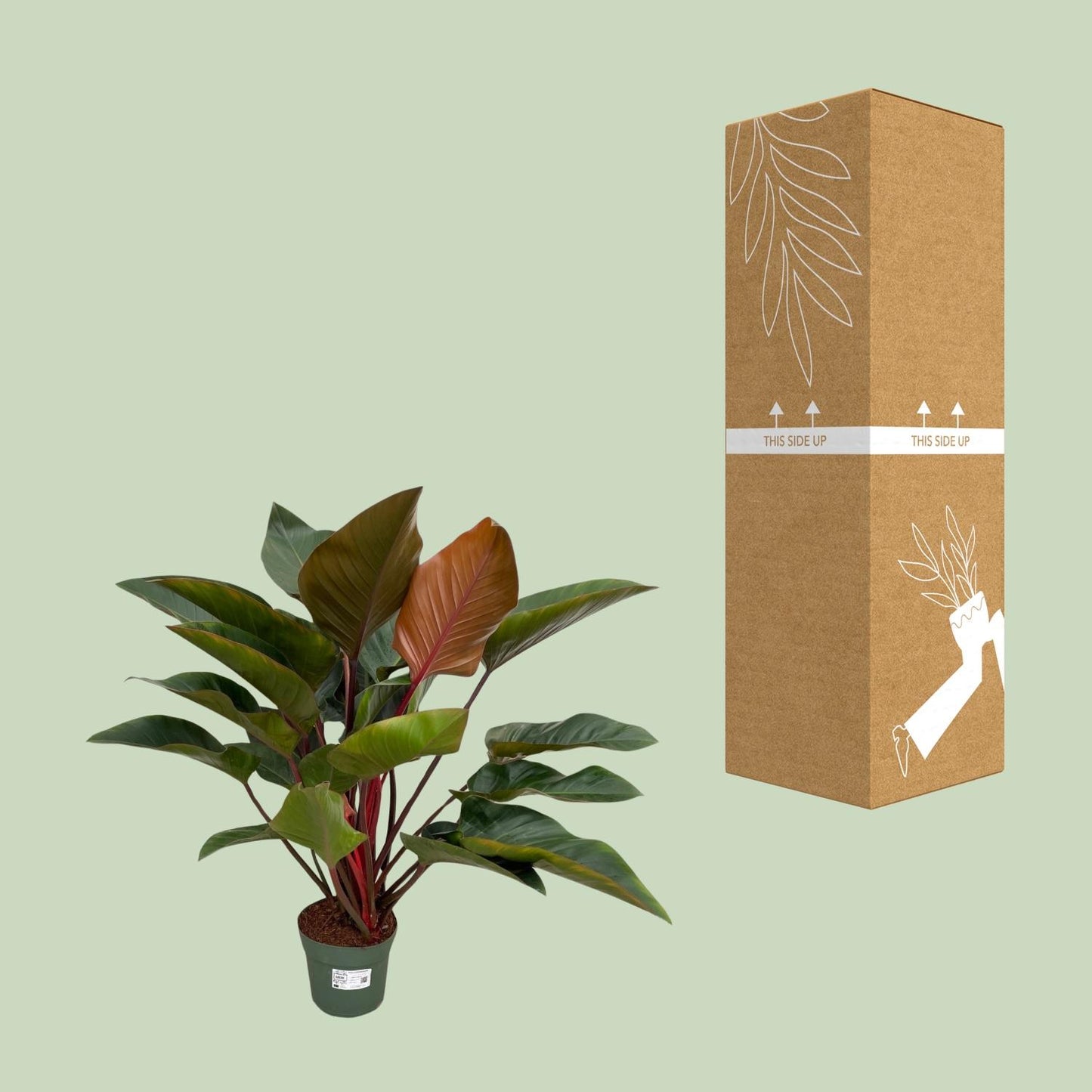 Philodendron Red Beauty – Tropische, pflegeleichte Zimmerpflanze 100 cm