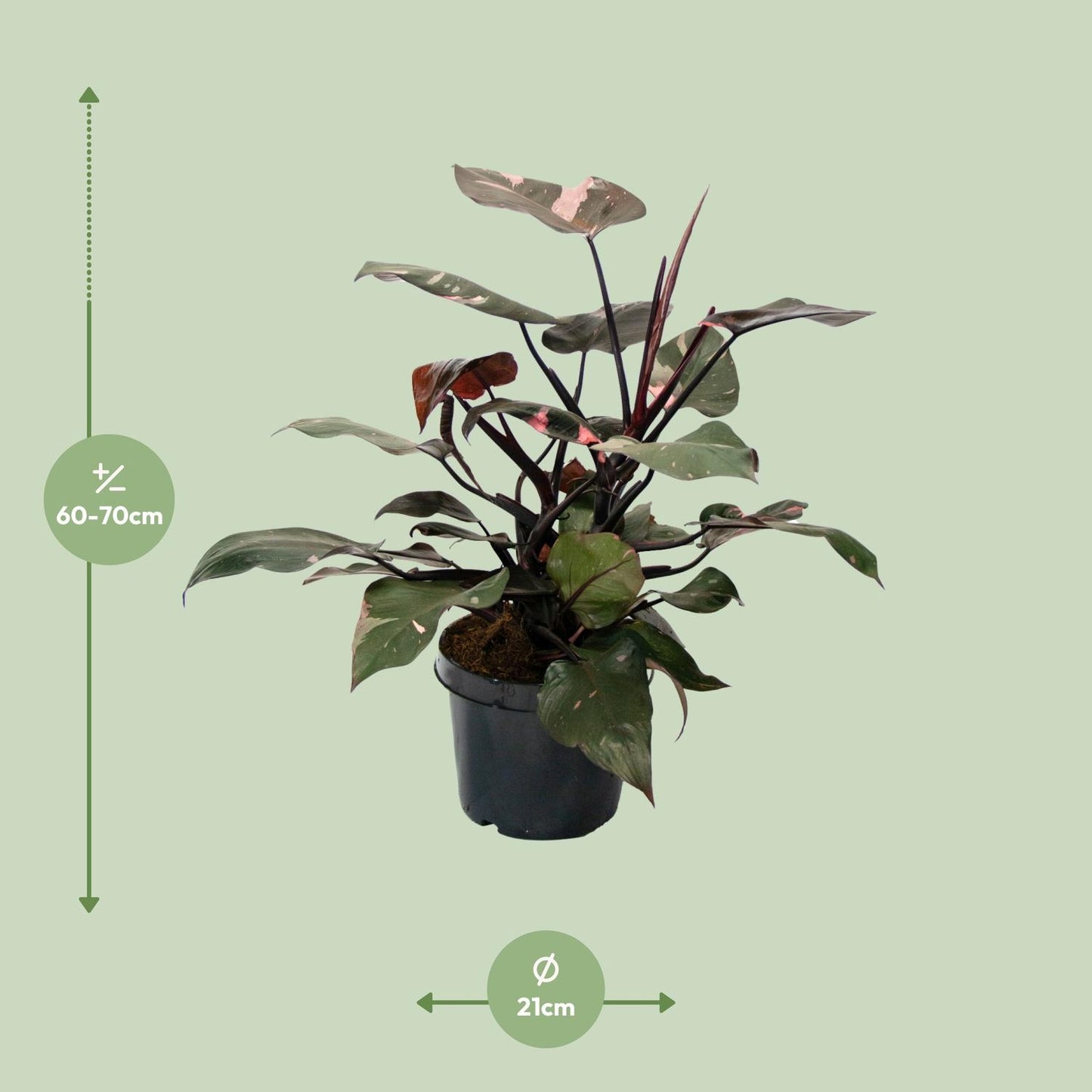 Philodendron Pink Princess – pflegeleichte Zimmerpflanze Ø21cm