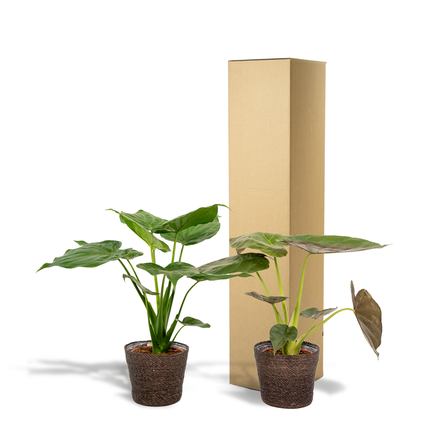 Alocasia Cucullata & Wentii im Korb Ø19cm, 60cm hoch