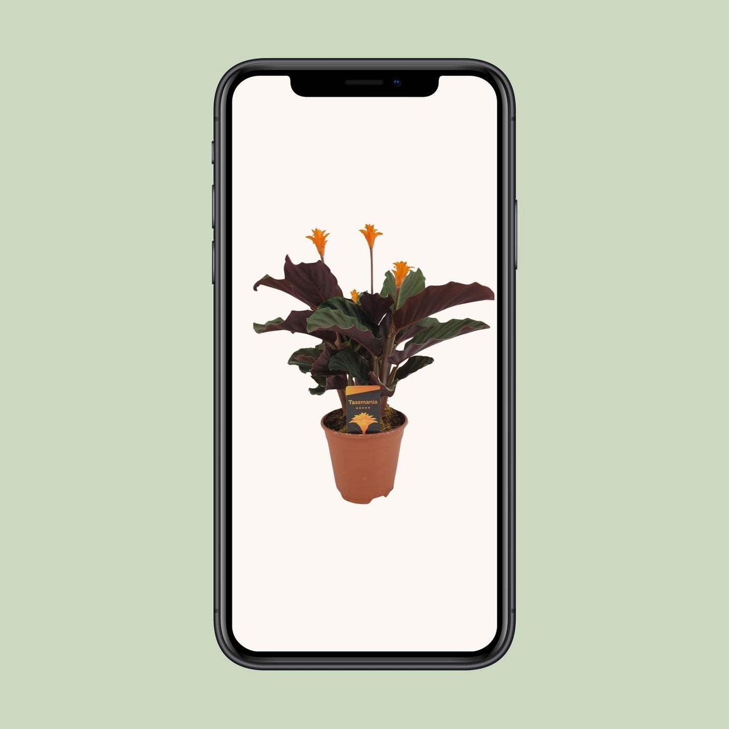 Calathea Crocata – Bunte, pflegeleichte Zimmerpflanze Ø14cm