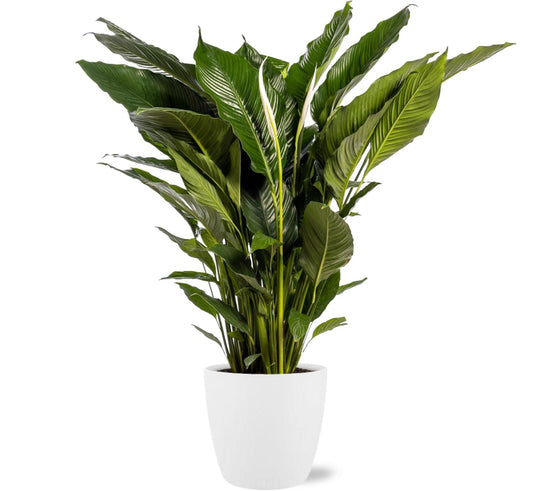 Spathiphyllum Sweet Sebastiano – Friedenslilie Ø24cm mit Topf Weiß