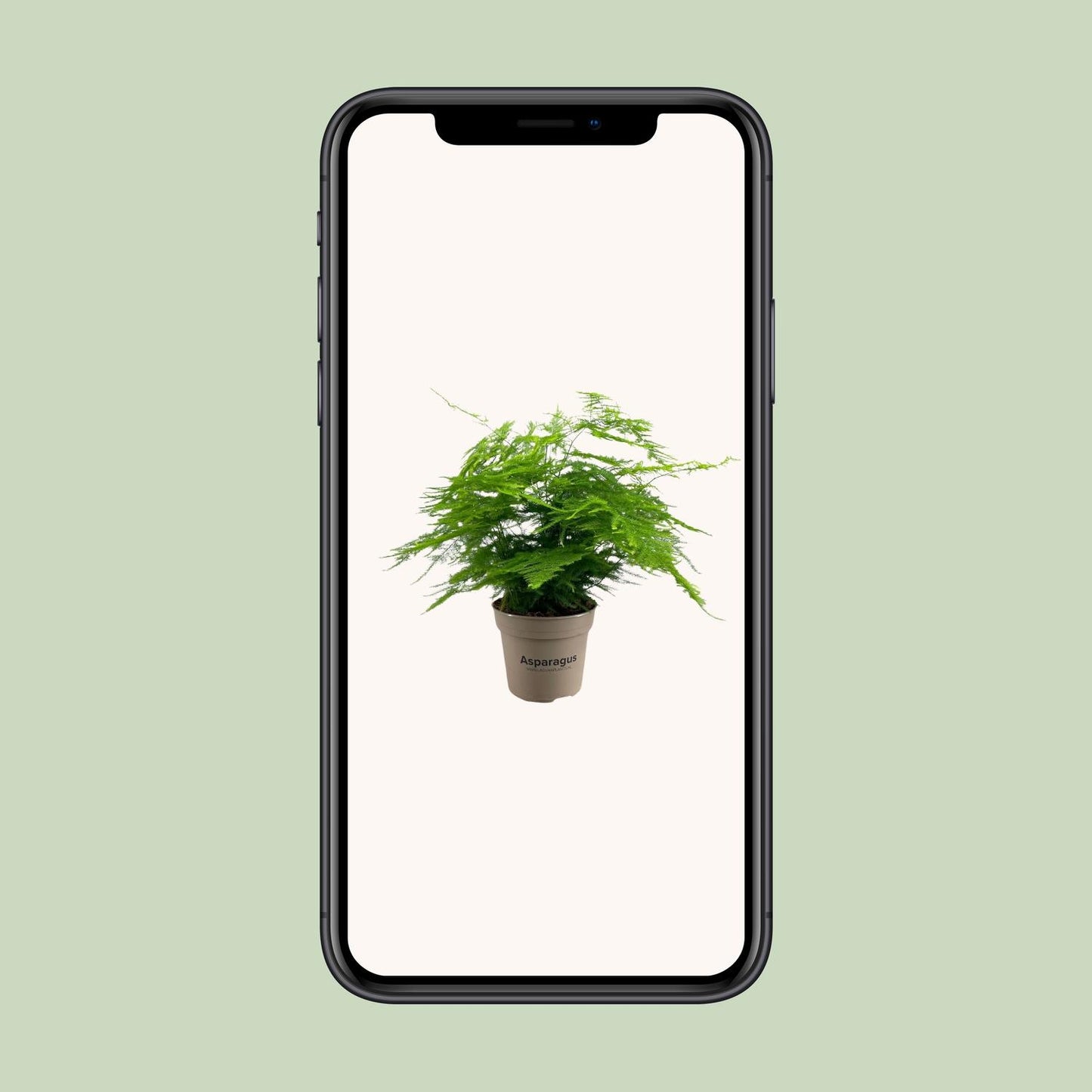 Asparagus Setaceus - Luftreinigende Zimmerpflanze Ø15cm