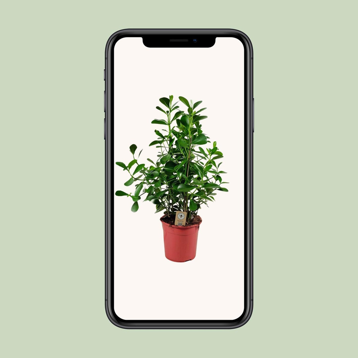 Clusia Rosea Princess – Pflegeleichter Autographenbaum Ø27 cm