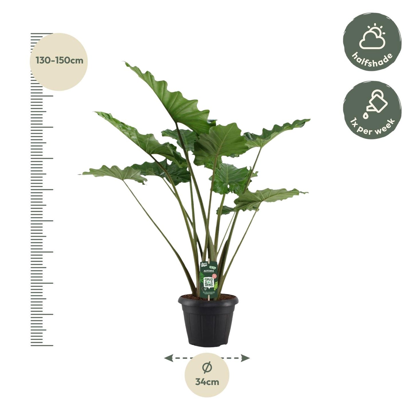 Alocasia Portodora – Tropische, pflegeleichte Zimmerpflanze 140 cm