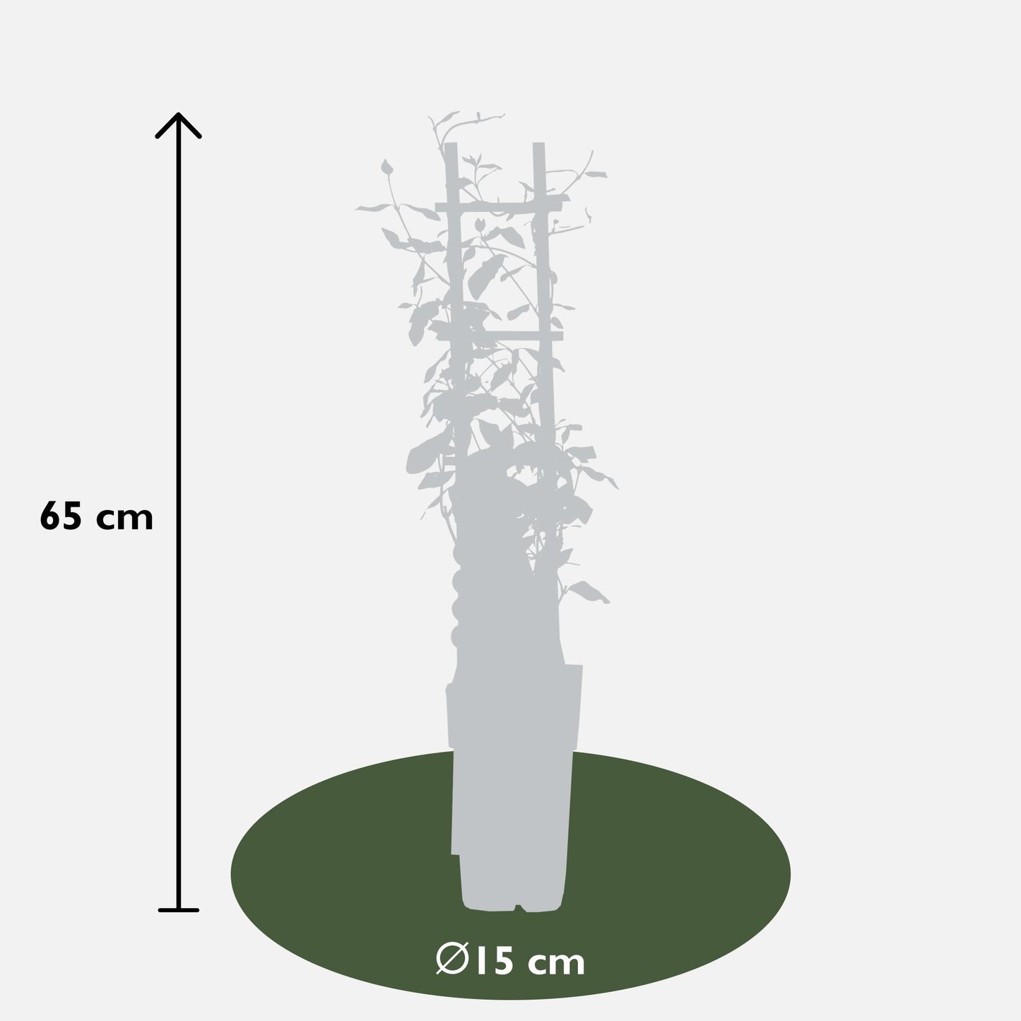 3er-Set Trachelospermum Mix – Duftende Kletterpflanzen Ø15cm