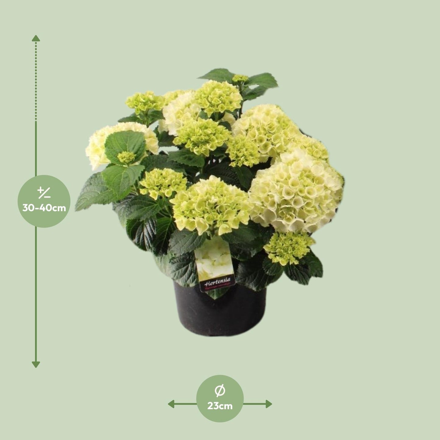 Endlose Hortensie Weiß – Pflegeleichte Zimmerpflanze Ø23cm