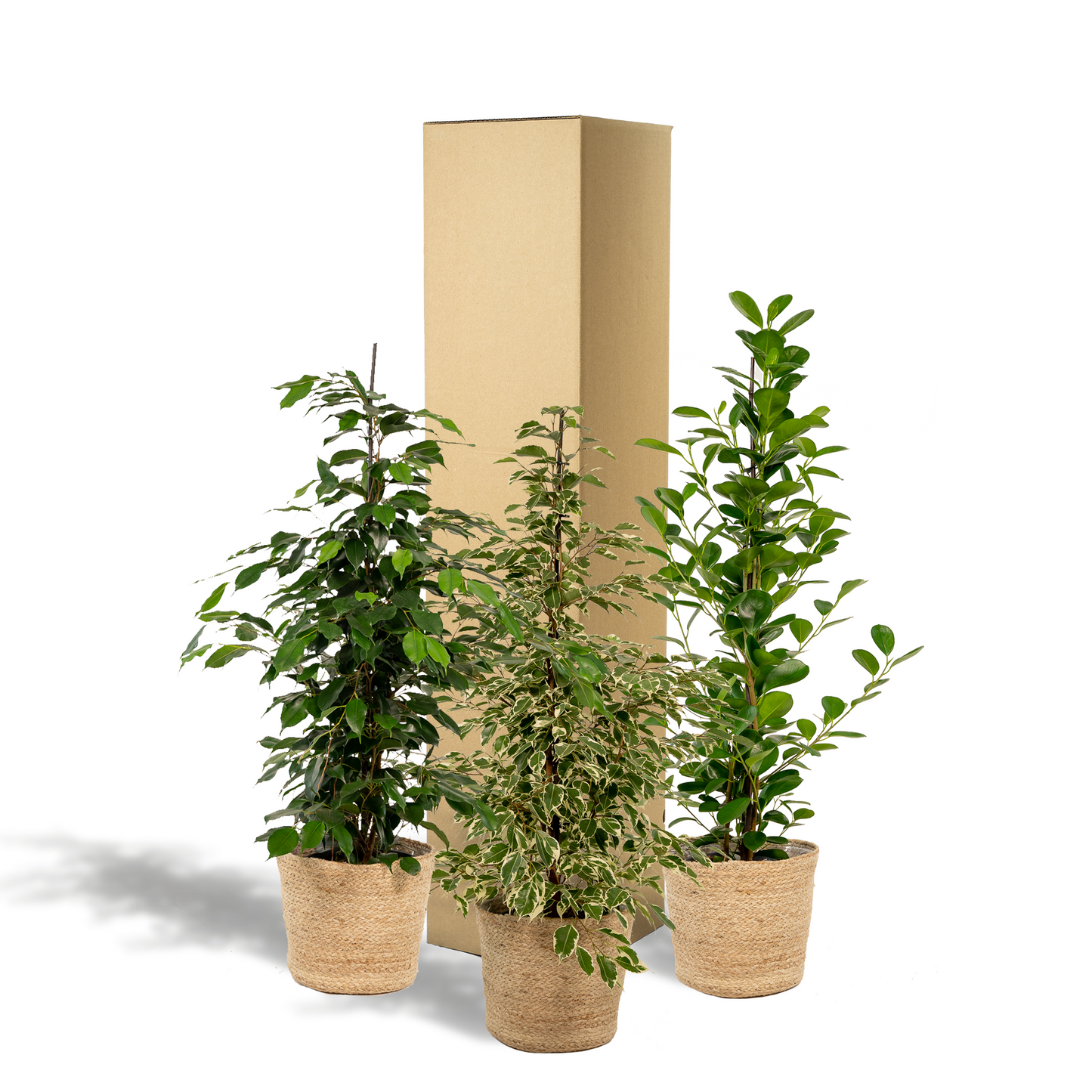 Ficus Trio im Korb – Benjamina & Microcarpa Ø21cm, ca. 95cm