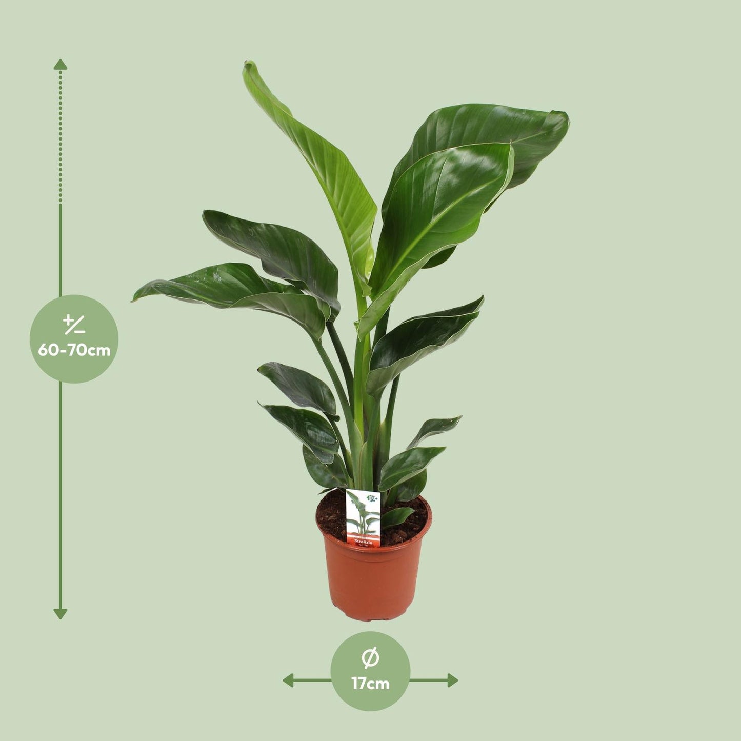 Strelitzia Nicolai – Paradiesvogelblume Ø17 cm, 70 cm hoch