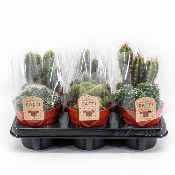 Cactus Mix P12 – 6er Set pflegeleichte Kakteen Ø12cm