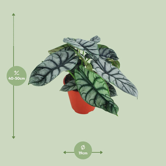 Alocasia Silver Dragon – Exotische Zimmerpflanze Ø19cm