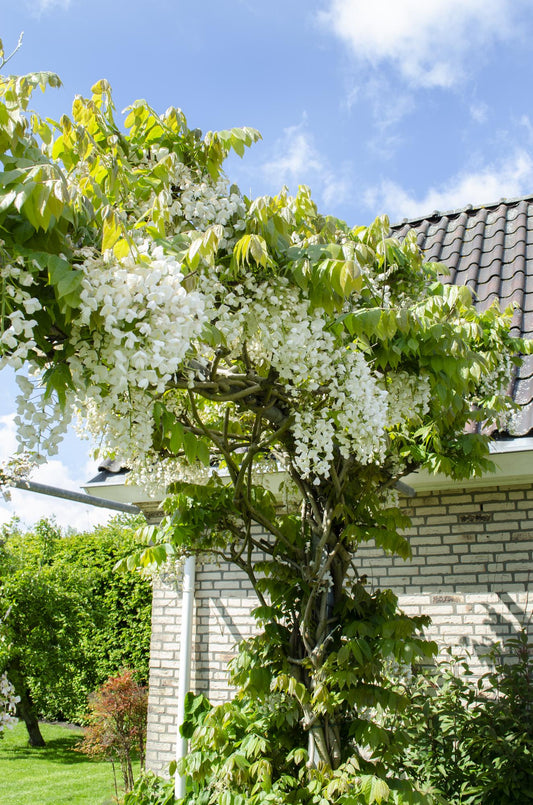 Wisteria floribunda 'Longissima Alba' – Weißer Regen Ø15cm, ca. 65cm