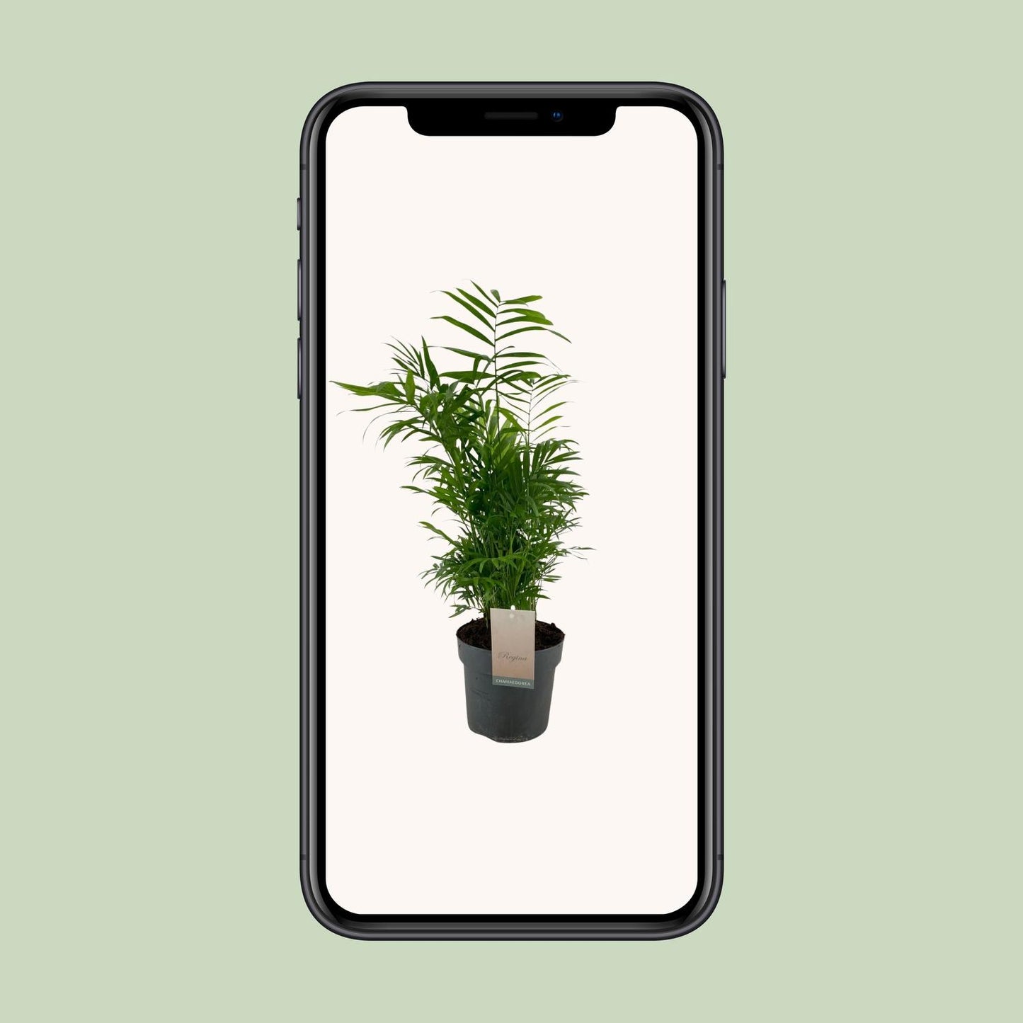 Chamaedorea Elegans – Zwergpalme Ø17cm, 50cm hoch
