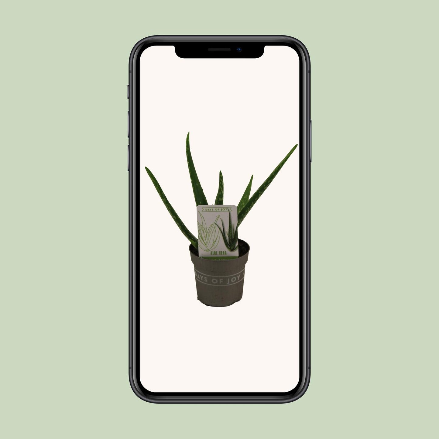 Aloe Vera Zimmerpflanze – Pflegeleicht & Dekorativ Ø10,5cm