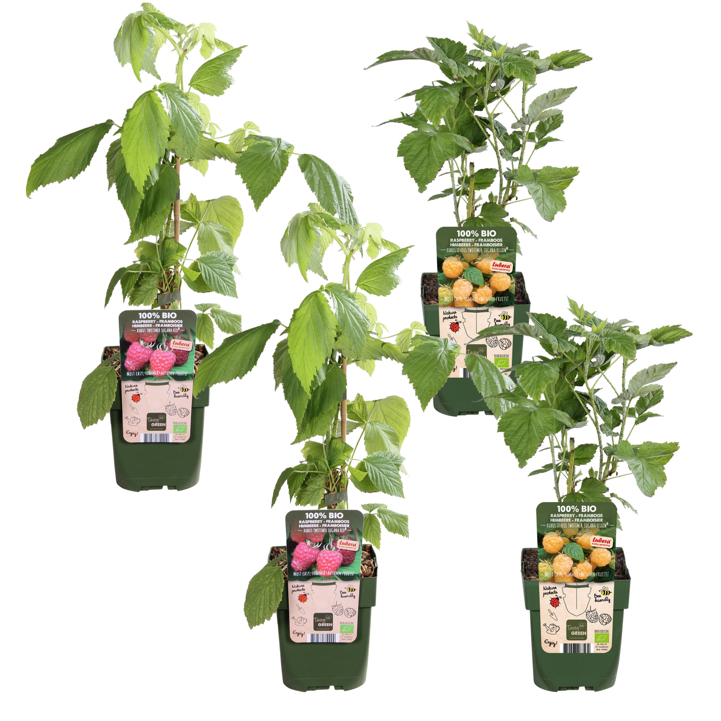 4er-Set Rubus id. Twotimer – robuste Gartensträucher Ø13 cm