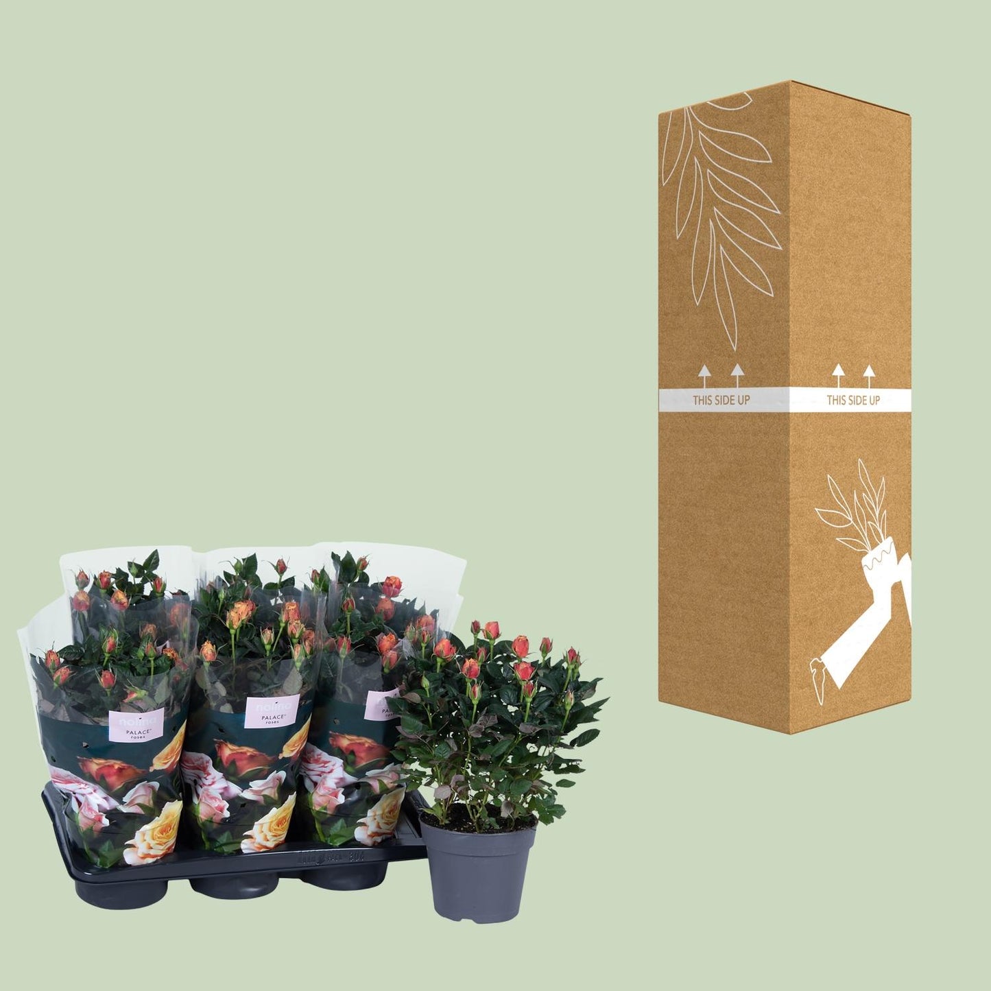 Topfrose Rosa Oranje Ø17cm – Blühende Eleganz & Pflegeleicht