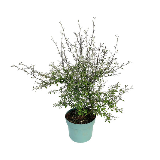 Zigzag-Pflanze Corokia – Pflegeleicht & Robust Ø19cm