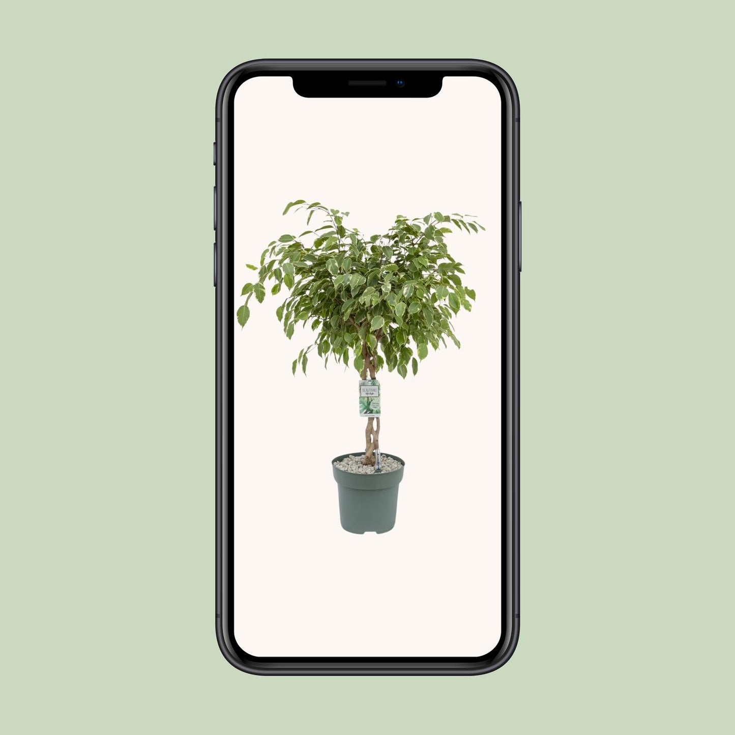 Ficus Safrana 'Golden King' – 100 cm pflegeleichte Zimmerpflanze