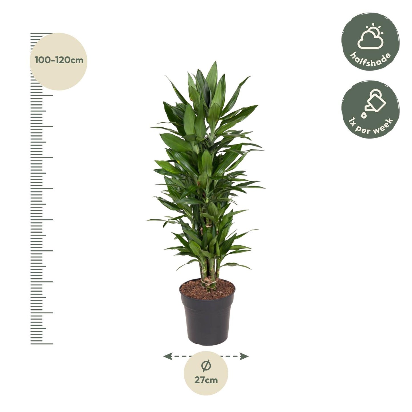 Dracaena Janet Lind vertakt – 110 cm, pflegeleicht & robust