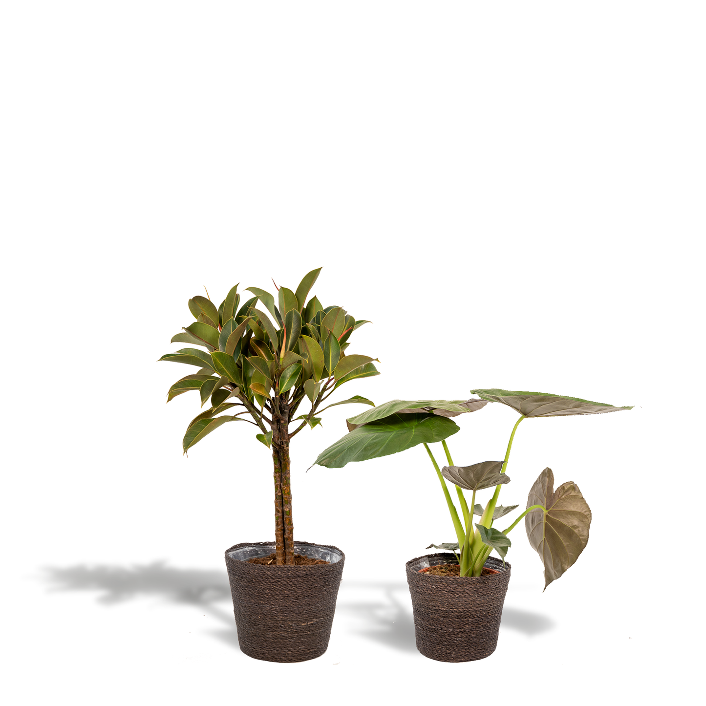 Ficus Elastica Melany & Alocasia Wentii im Korb – Pflegeleichtes Duo Ø21/Ø19 cm