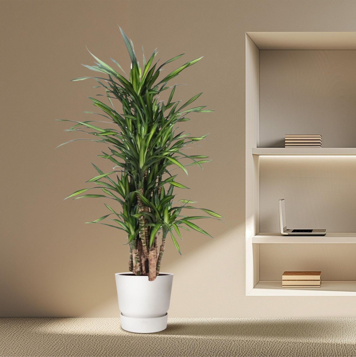 Dracaena Riki – Pflegeleichte Zimmerpflanze 140 cm