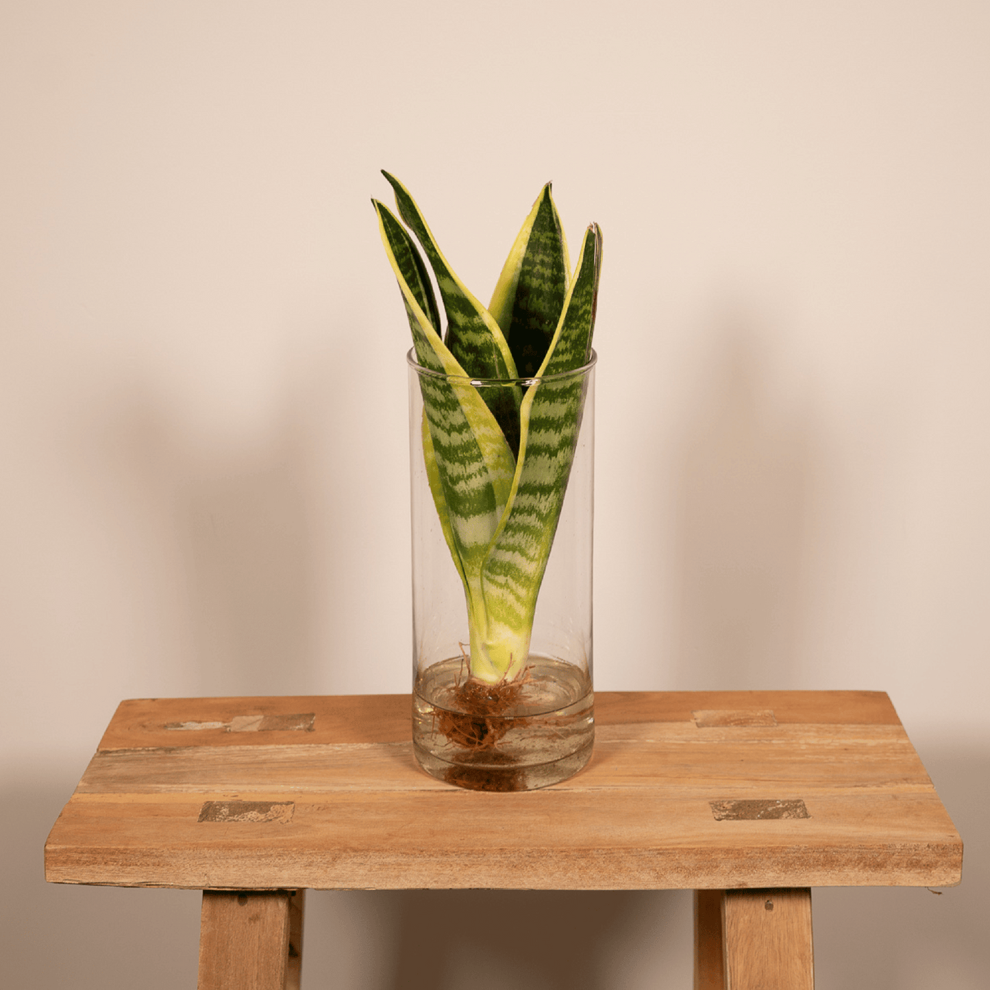 Sansevieria im Zylinderglas – pflegeleicht & modern