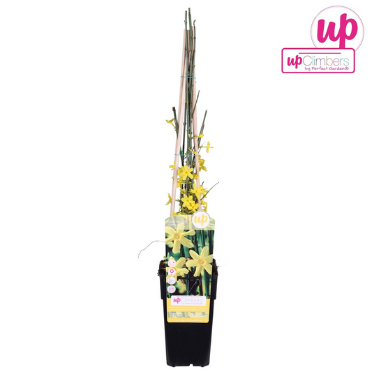 Winter-Jasmin Jasminum nudiflorum – Ø15cm Topf, ca. 65cm hoch