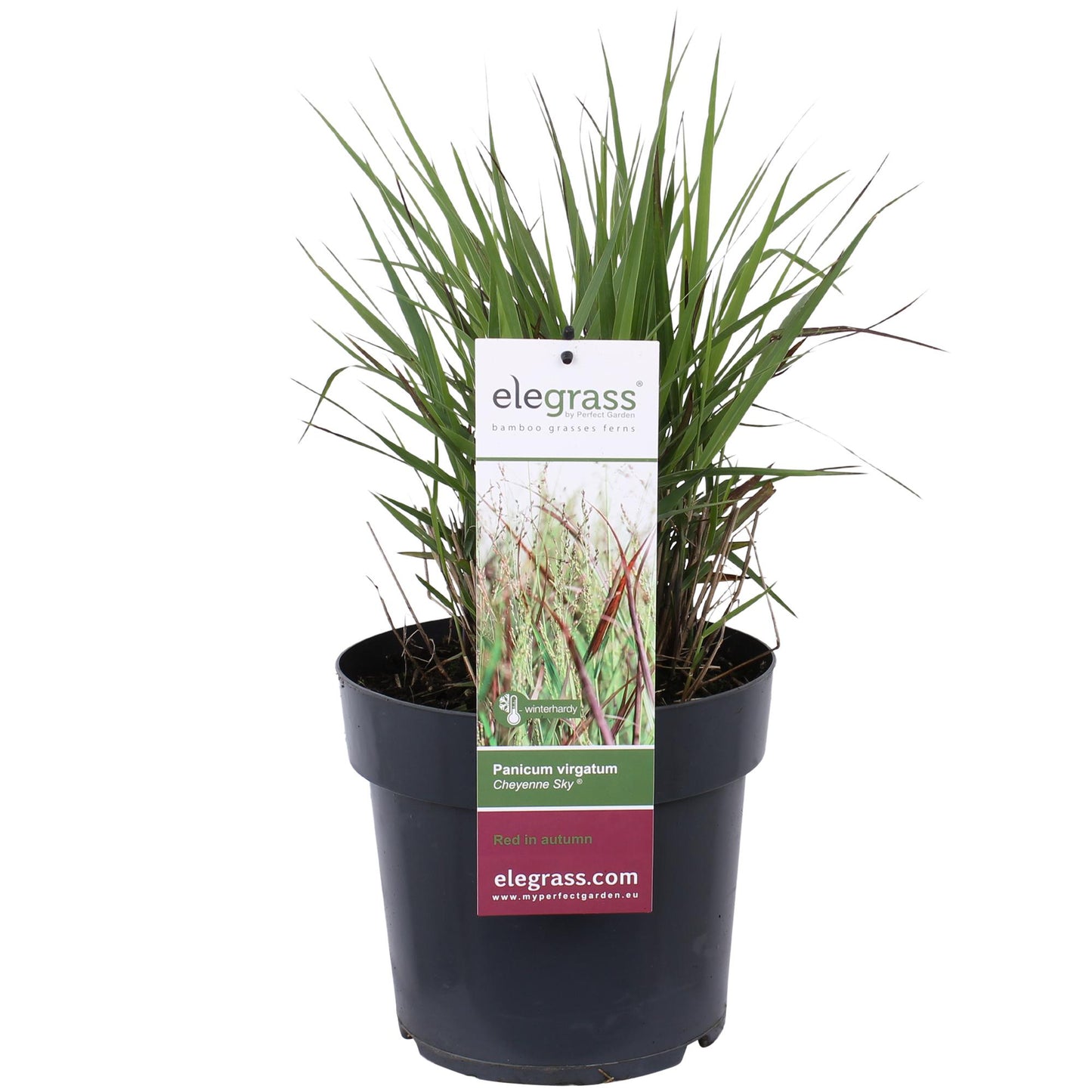 Panicum virgatum Cheyenne Sky – Kompaktes Ziergras Ø23cm