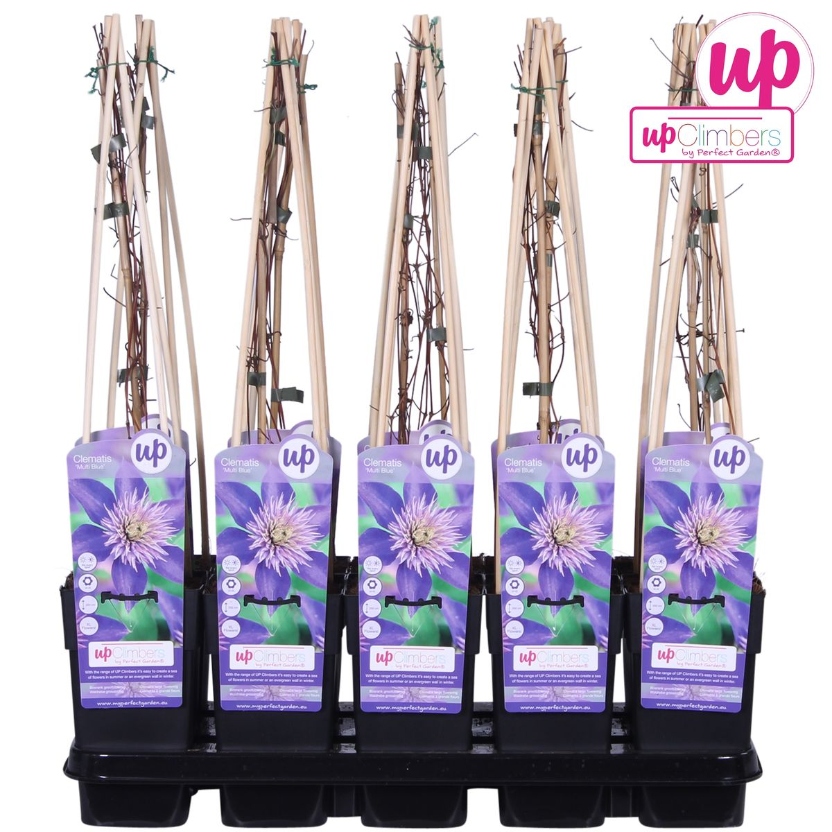 Clematis Multi Blue – Blühende, pflegeleichte Kletterpflanze Ø15cm