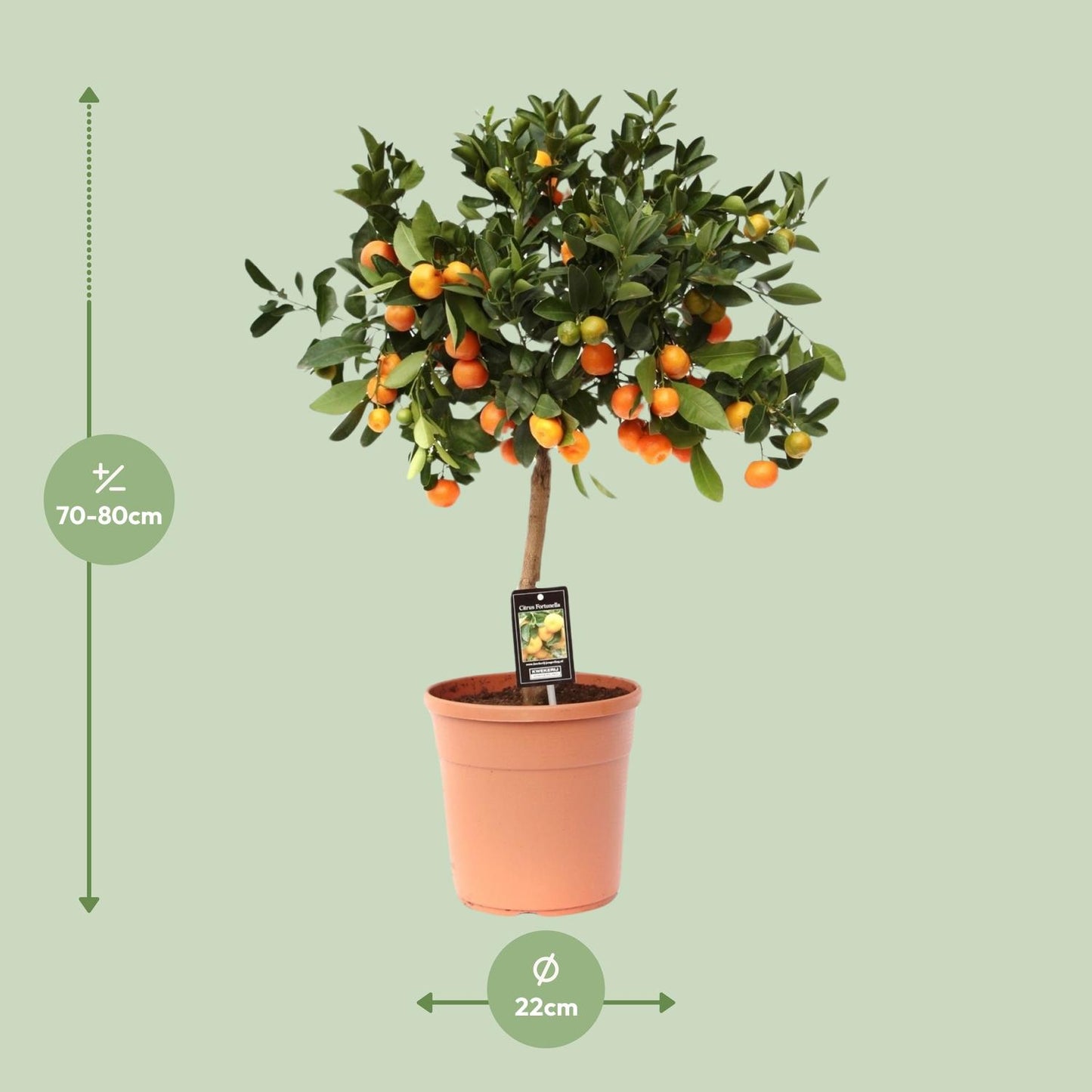 Citrus Calamondin – Pflegeleichte Zitruspflanze Ø22cm